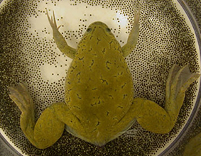 Xenopus Laevis