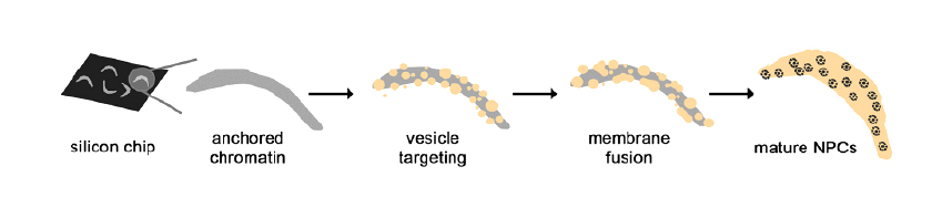 The Anchored Chromatin Assembly