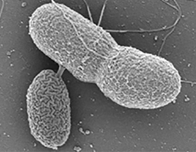 Bacterial Communication in Fly Gut